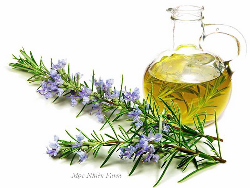 Cây hương thảo (Rosemary)