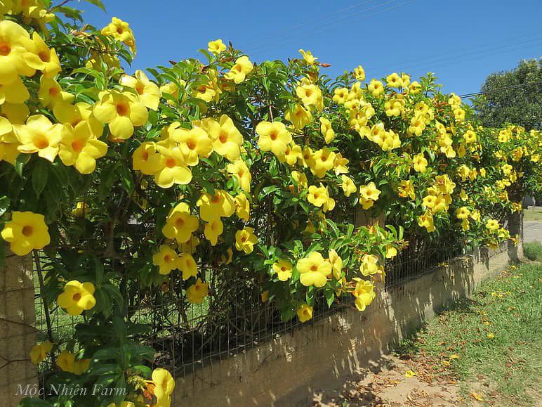 Hoa huỳnh anh vàng leo A1