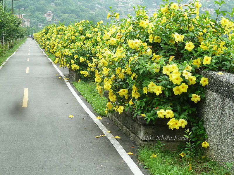 Hoa huỳnh anh vàng leo A1