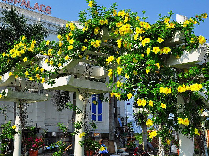 Hoa huỳnh anh vàng leo A1