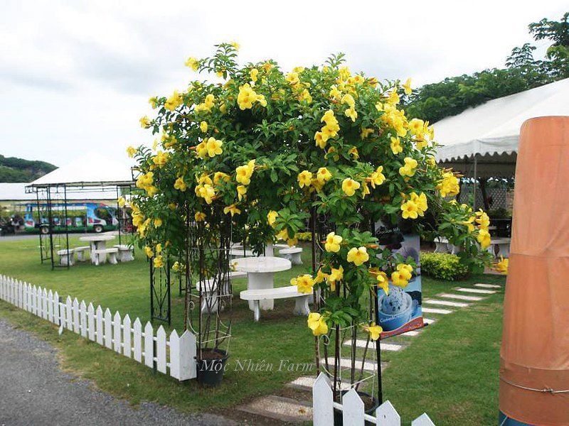 Hoa huỳnh anh vàng leo A1