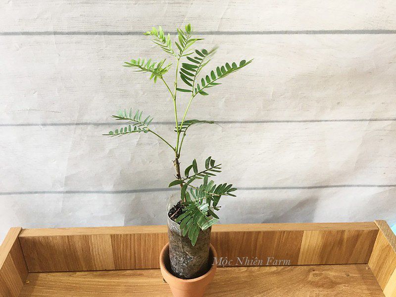 Cây kiều hùng hồng C1