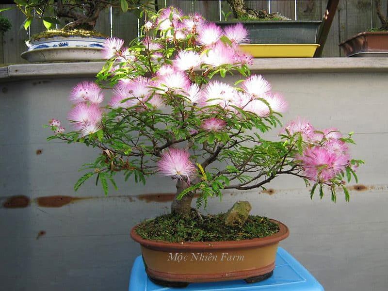Cây kiều hùng hồng C1