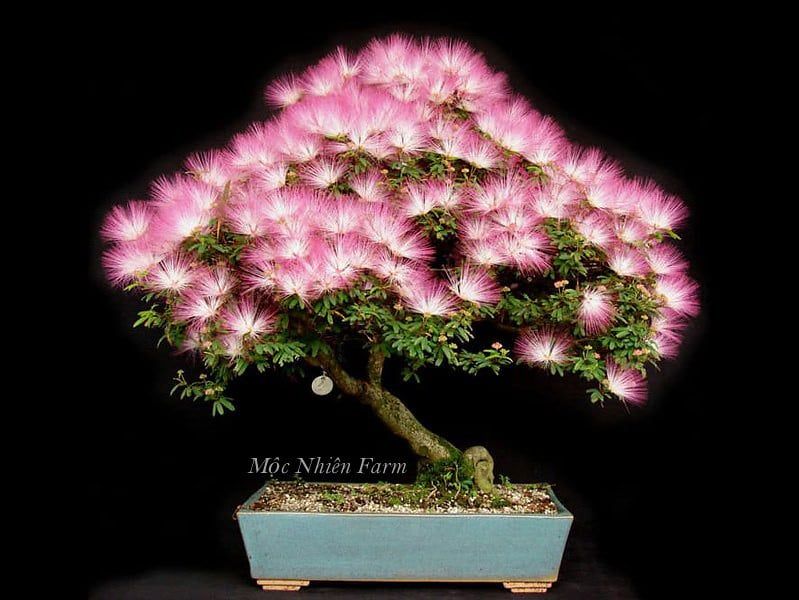 Cây kiều hùng hồng C1