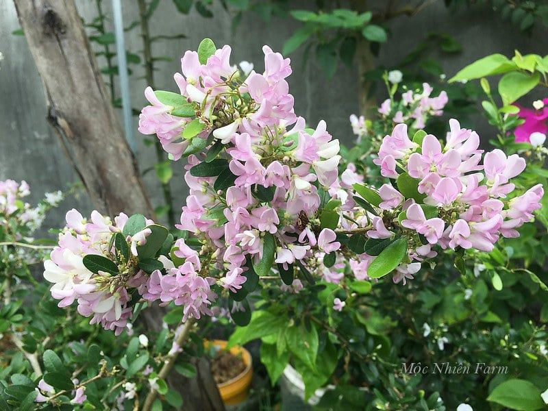 Cây linh sam hồng, La Hai, lá trung A1