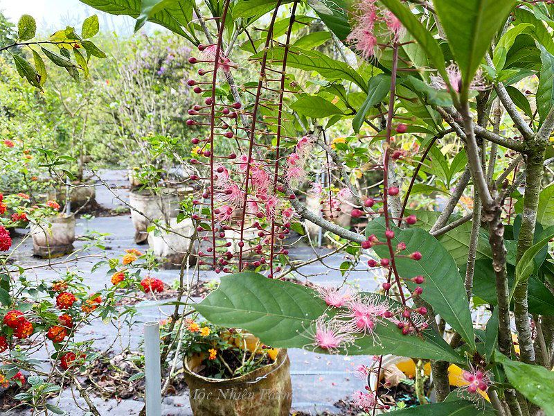 Cây lộc vừng hồng B1