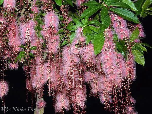 Cây lộc vừng hồng B1