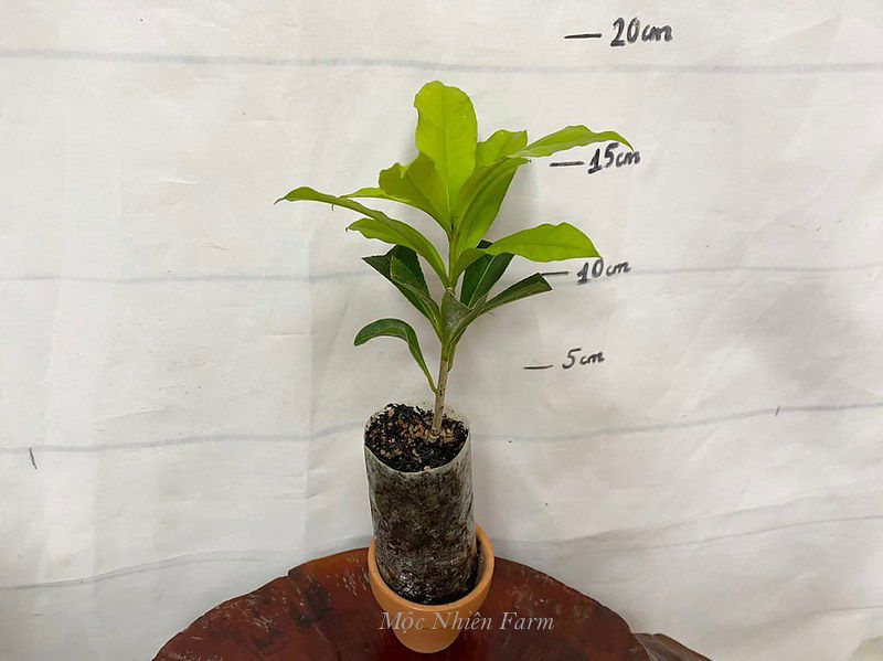Cây lộc vừng hồng B1