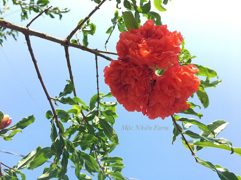 Cây lựu hạnh đỏ