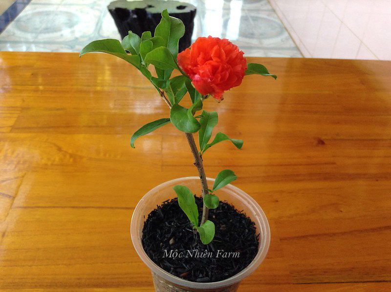 Cây lựu hạnh đỏ