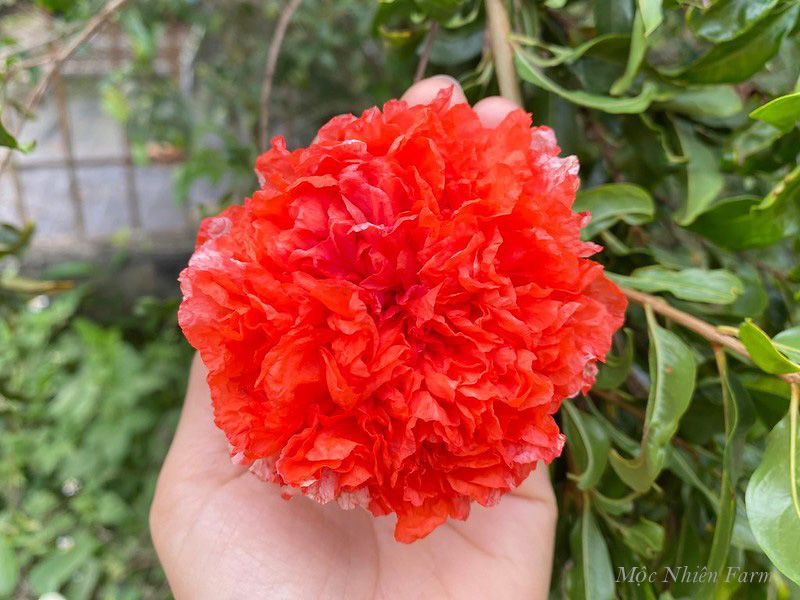 Cây lựu hạnh đỏ
