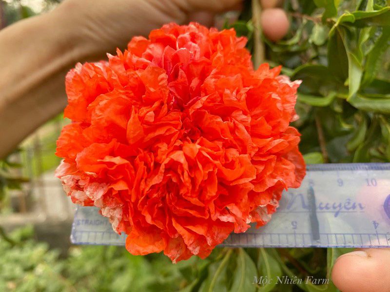 Cây lựu hạnh đỏ