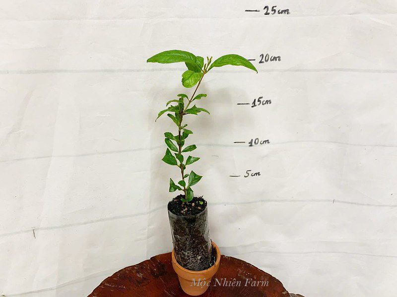 Cây lựu hạnh đỏ