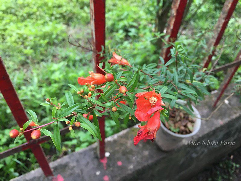 Cây lựu cảnh Nhật Bản