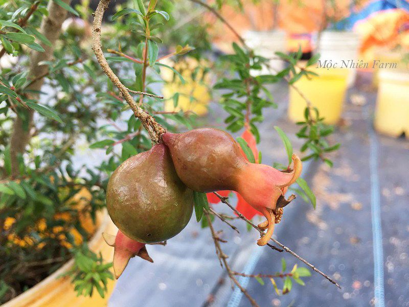 Cây lựu cảnh Nhật Bản