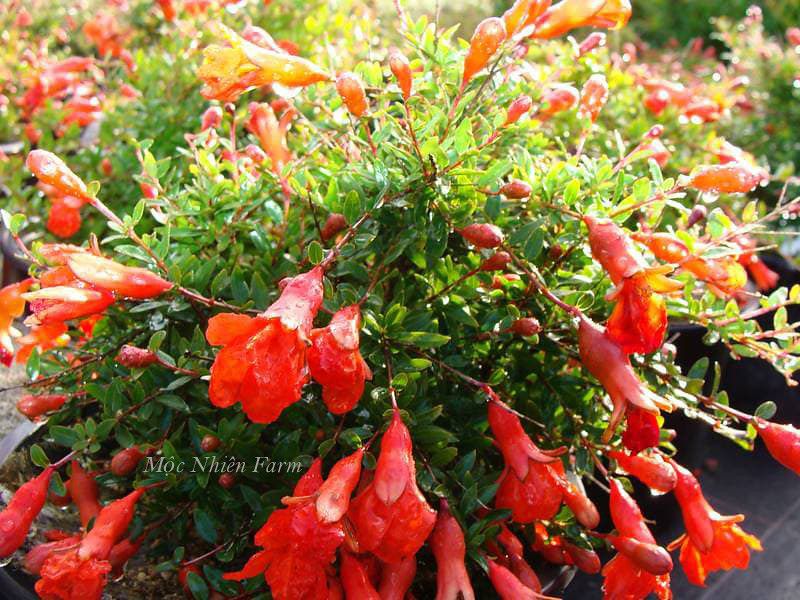 Cây lựu cảnh Nhật Bản
