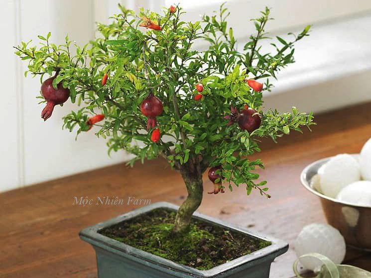 Cây lựu cảnh Nhật Bản