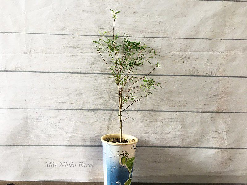 Cây lựu cảnh Nhật Bản