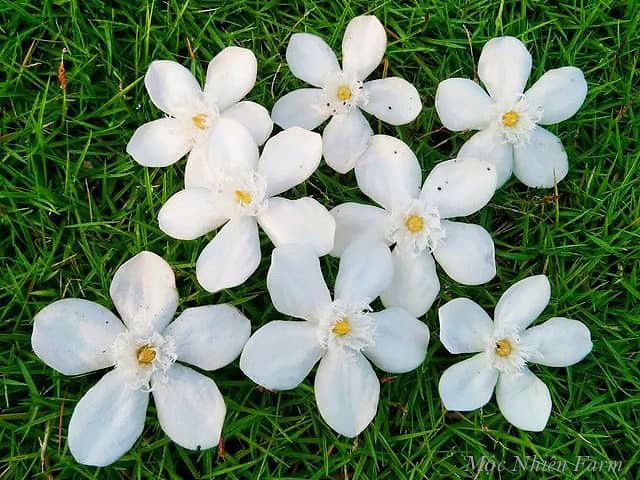 Cây mai chỉ thiên lá nhỏ B1