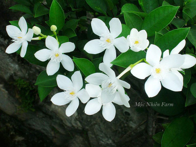 Cây mai chỉ thiên lá nhỏ B1