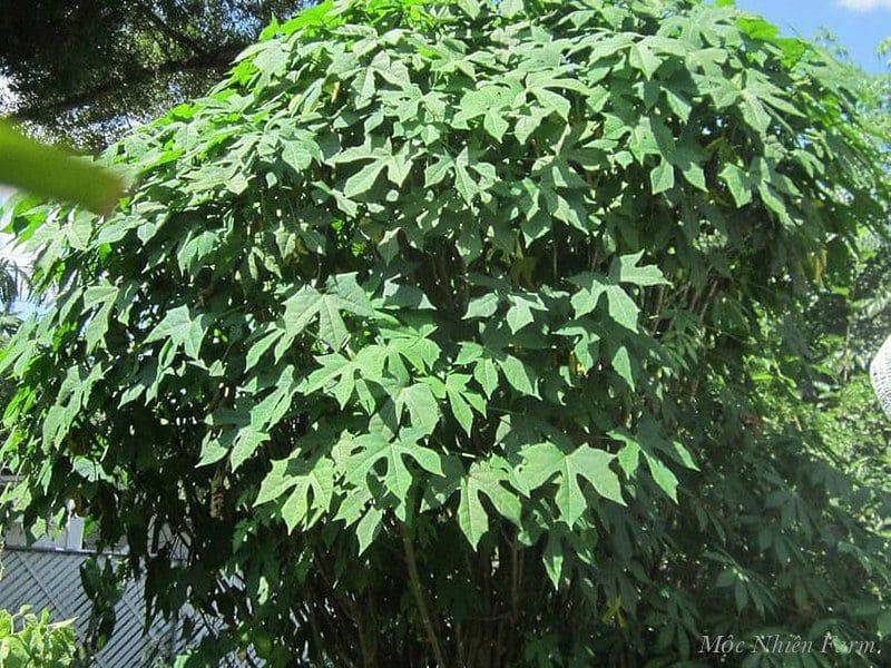 Cây mì chính