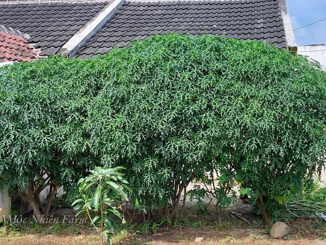 Cây mì chính