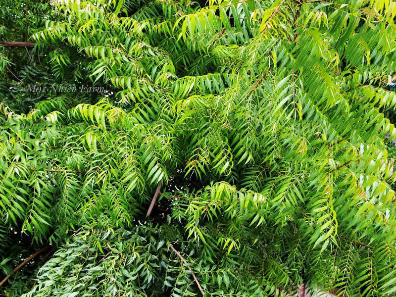 Cây neem Ấn Độ