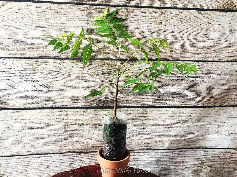 Cây neem Ấn Độ