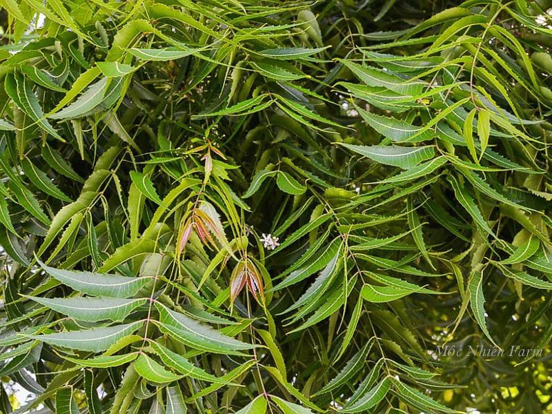 Cây neem Ấn Độ
