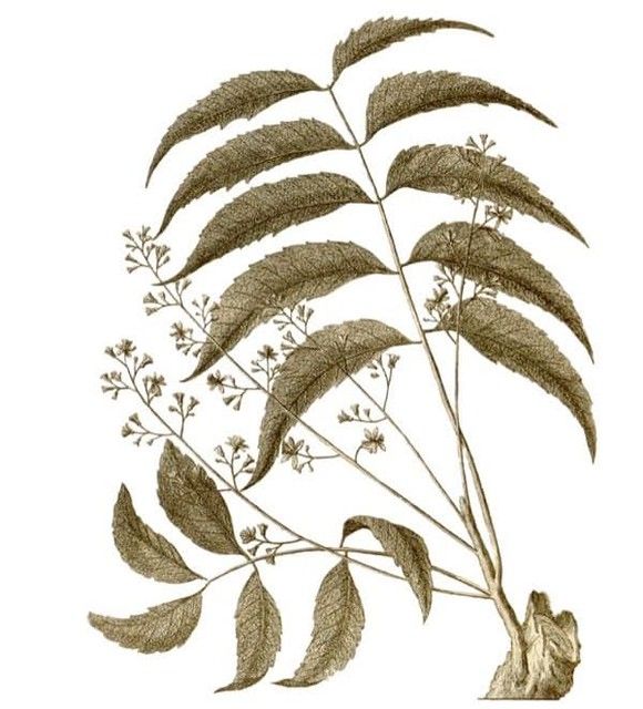 Cây neem Ấn Độ