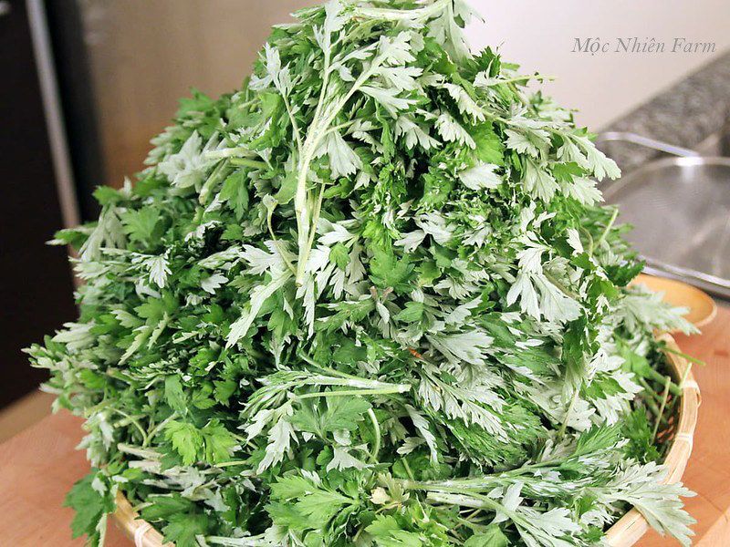 Cây ngải cứu