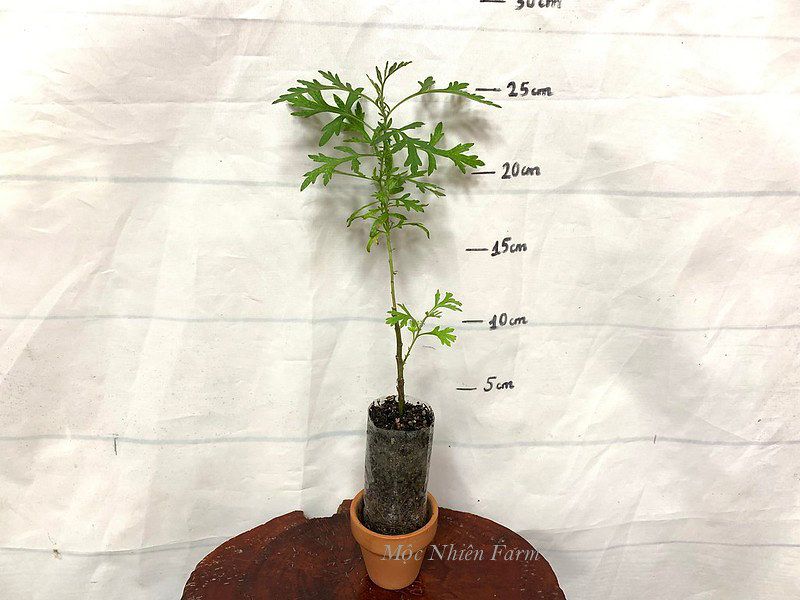 Cây ngải cứu