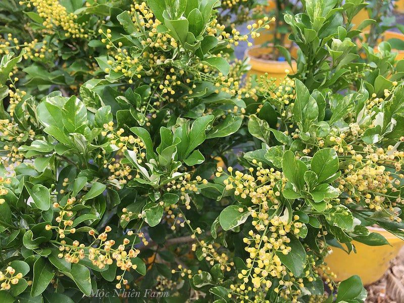 Hoa ngâu cẩm thạch