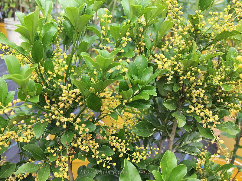 Hoa ngâu cẩm thạch