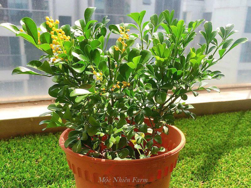 Hoa ngâu cẩm thạch