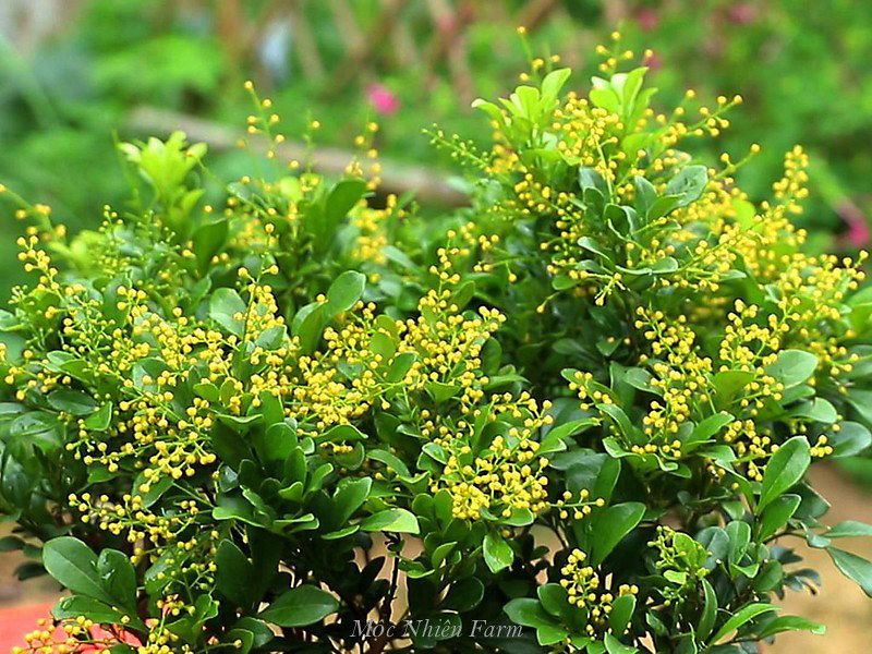 Hoa ngâu cẩm thạch