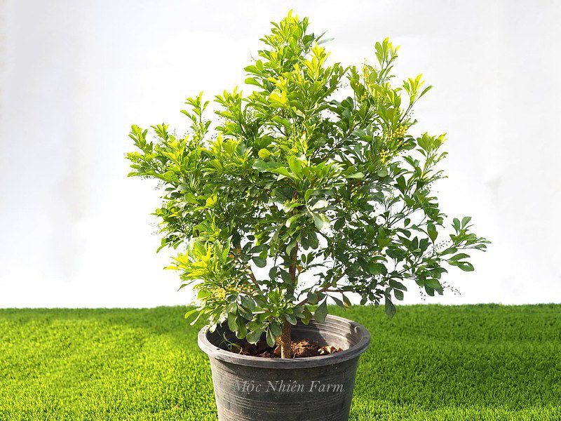 Hoa ngâu cẩm thạch