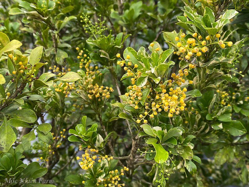 Hoa ngâu cẩm thạch