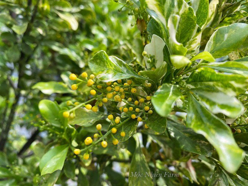 Hoa ngâu cẩm thạch