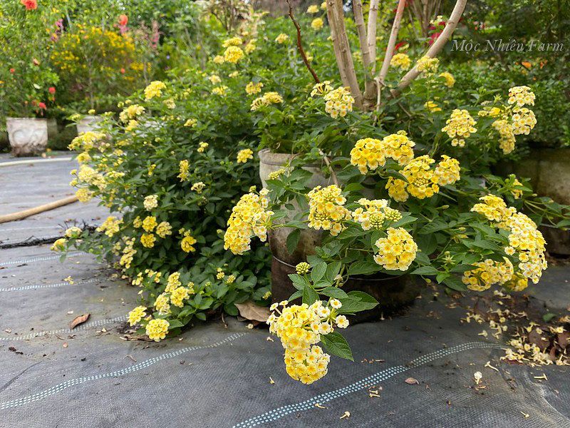 Hoa ngũ sắc vàng rủ R1