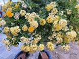 Hoa ngũ sắc vàng rủ R1 