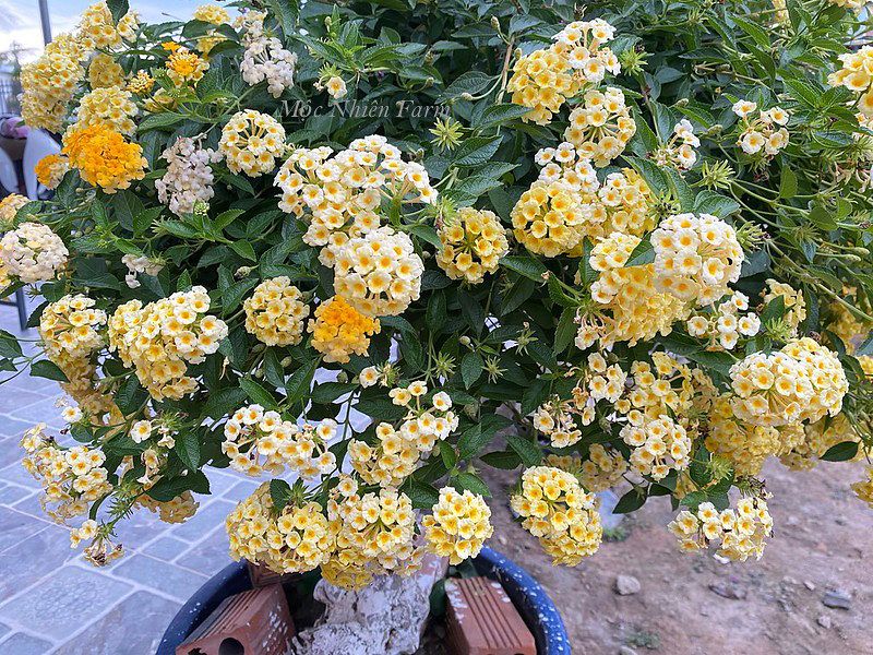 Hoa ngũ sắc vàng rủ R1