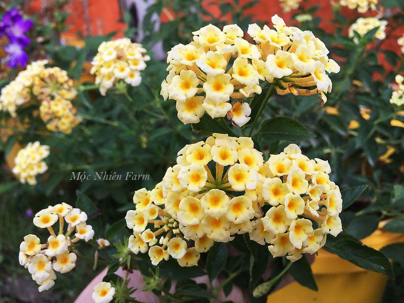Hoa ngũ sắc vàng rủ R1