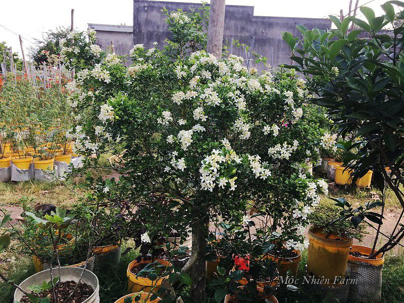 Cây nguyệt quế lá rí A1