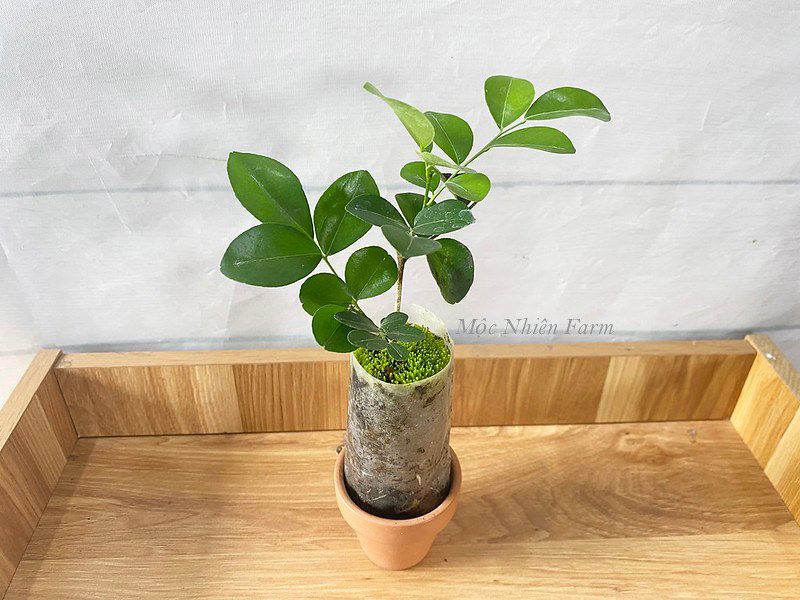 Cây nguyệt quế hoa chùm B1