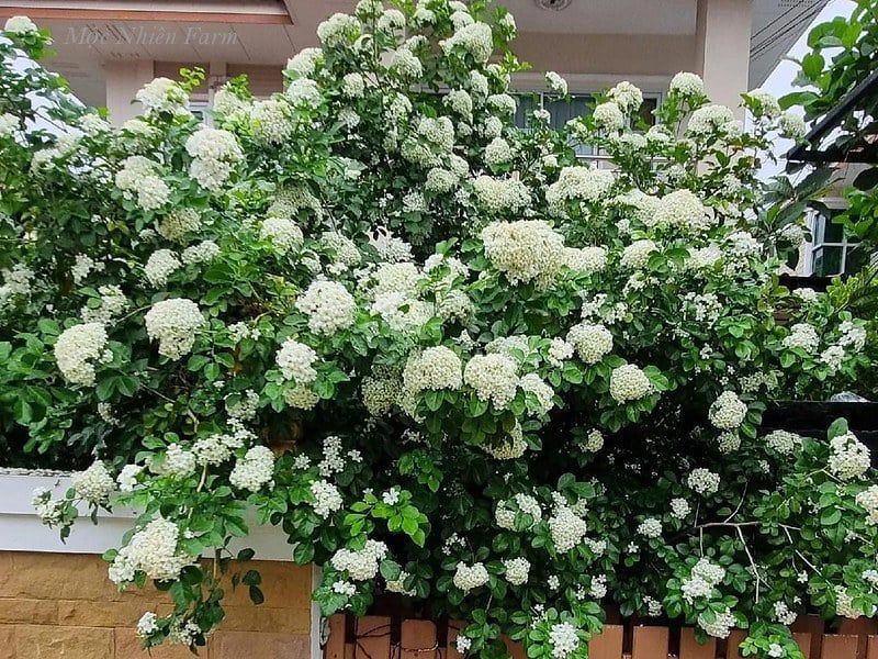 Cây nguyệt quế hoa chùm B1