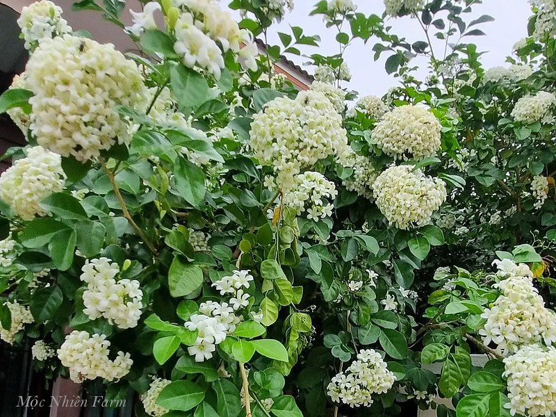 Cây nguyệt quế hoa chùm B1