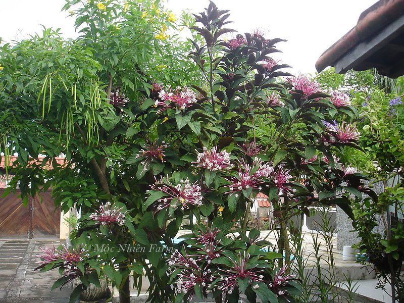 Cây pháo bông