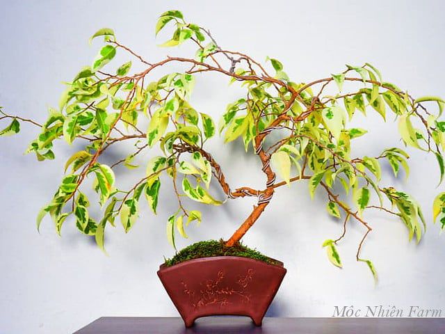 Cây sanh cẩm thạch