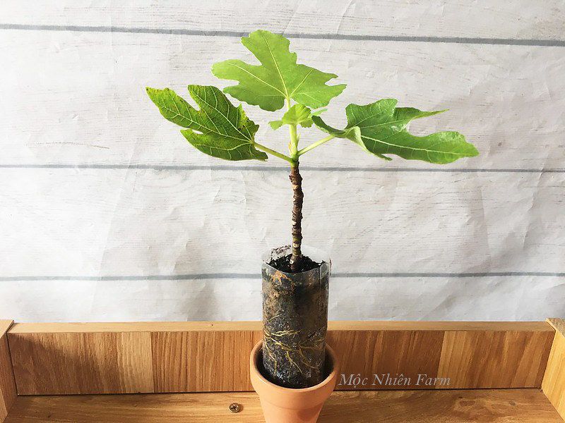 Cây sung Mỹ A1